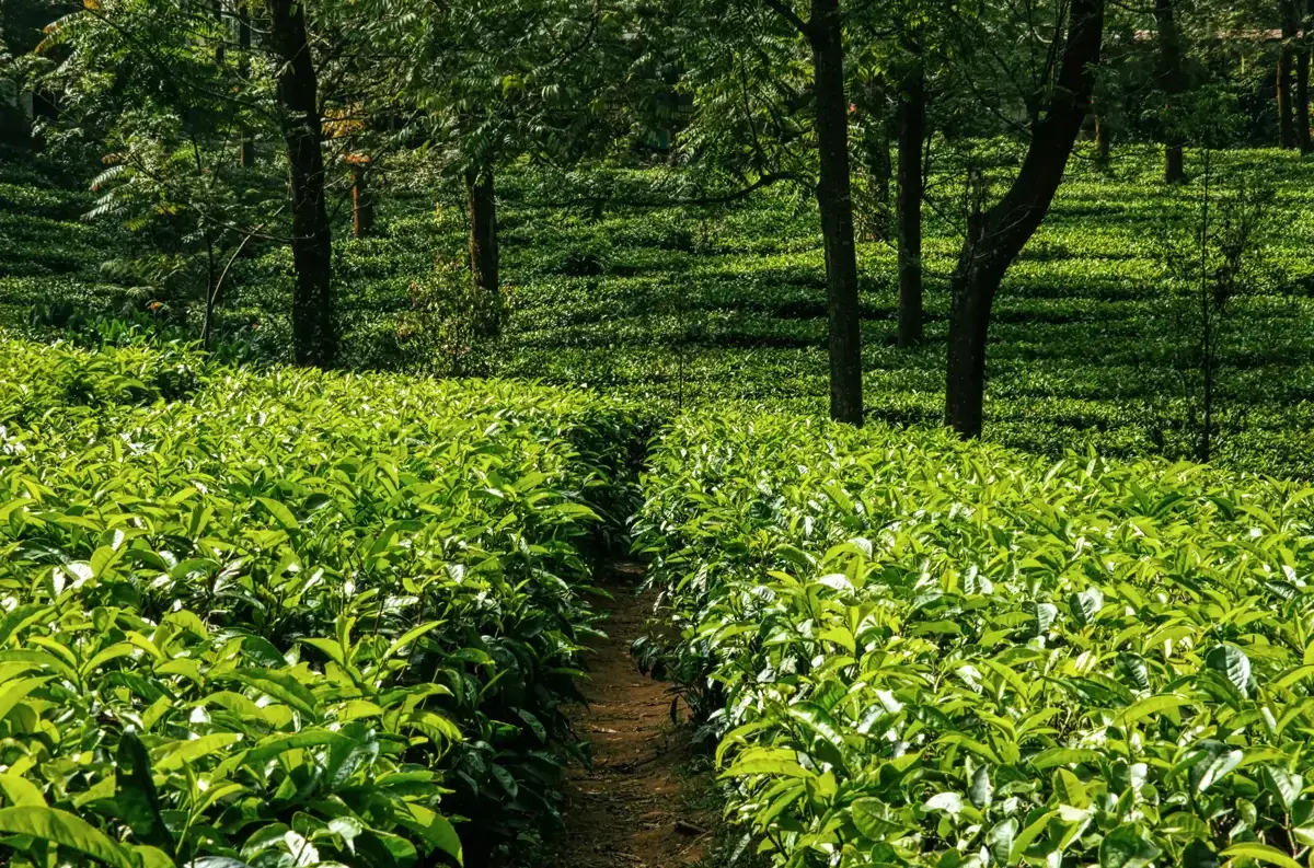 Walk Through the Green Heart of Munnar